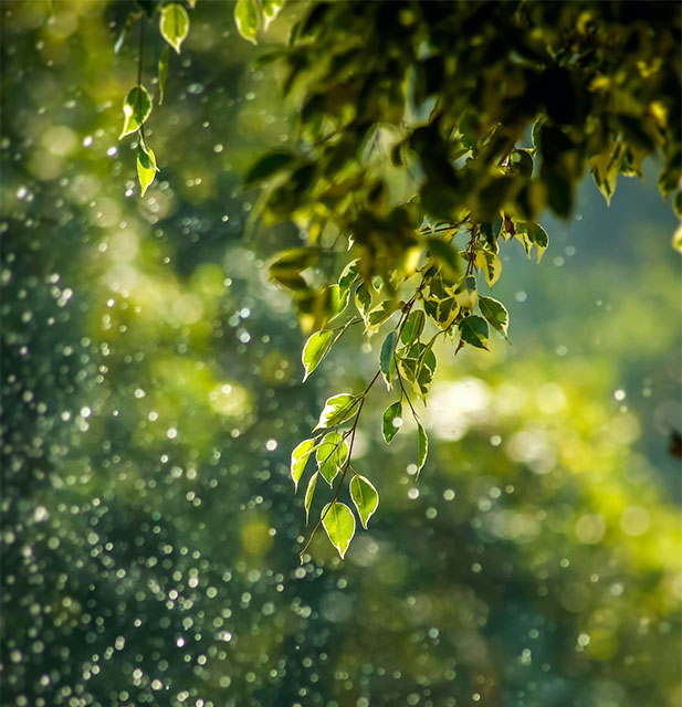 image of plants in nature